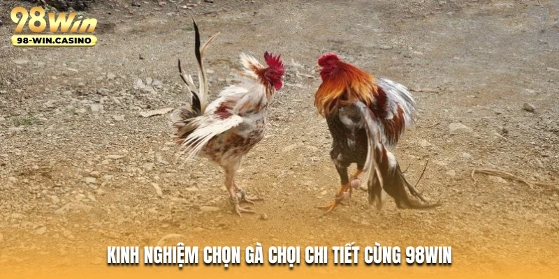 Kinh nghiệm chọn gà chọi chi tiết cùng 98WIN